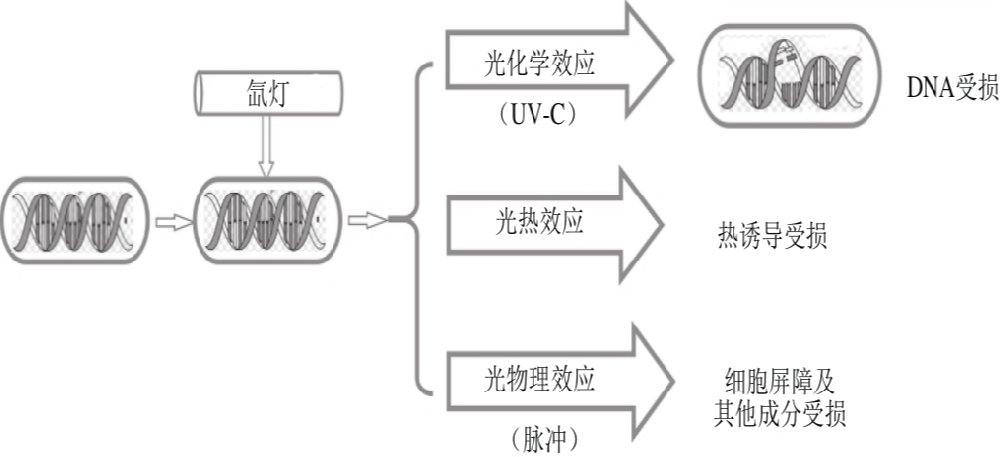  PL杀菌机理